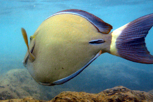 Hanauma Bay -1.jpg