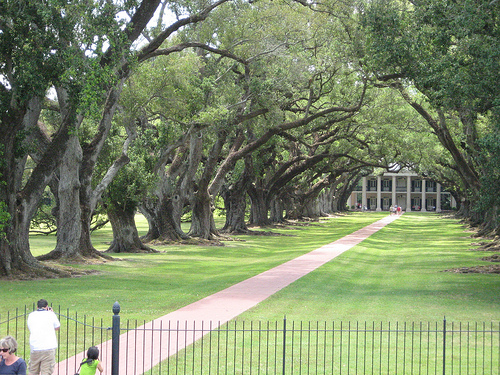 oak3.jpg