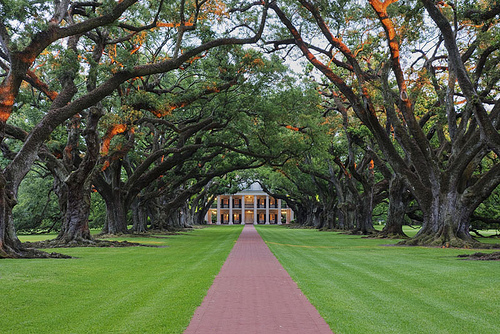 oak1.jpg