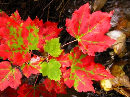 autum1.jpg