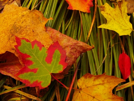 autum3.jpg