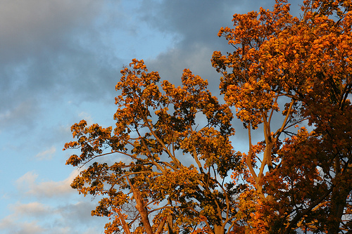 autum6.jpg