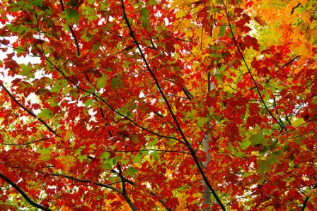 autum7.jpg