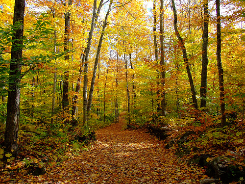 autum9.jpg