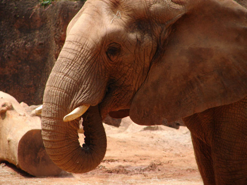 800px-ZAElephant.jpg