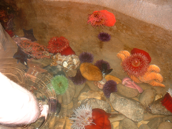 GaAqAnemones.jpg