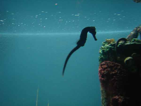 GaAqSeahorse.jpg